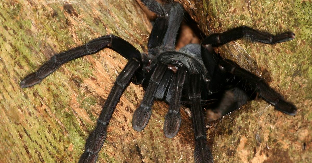 Captivating presence of the Tarantula, a species called Theraphosidae.