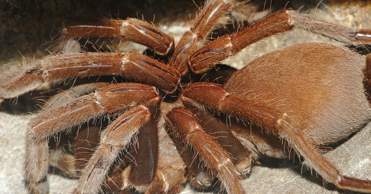 The remarkable Tarantula (Theraphosidae), a sight to behold.