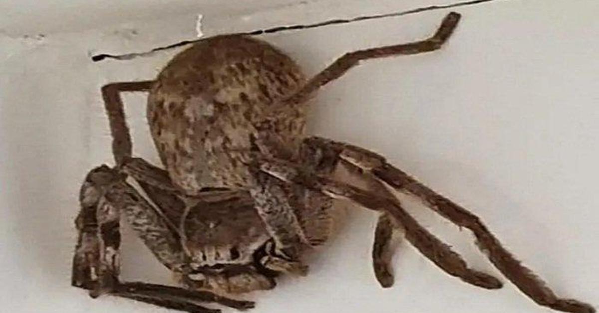 Photograph of the unique Tarantula, known scientifically as Theraphosidae.