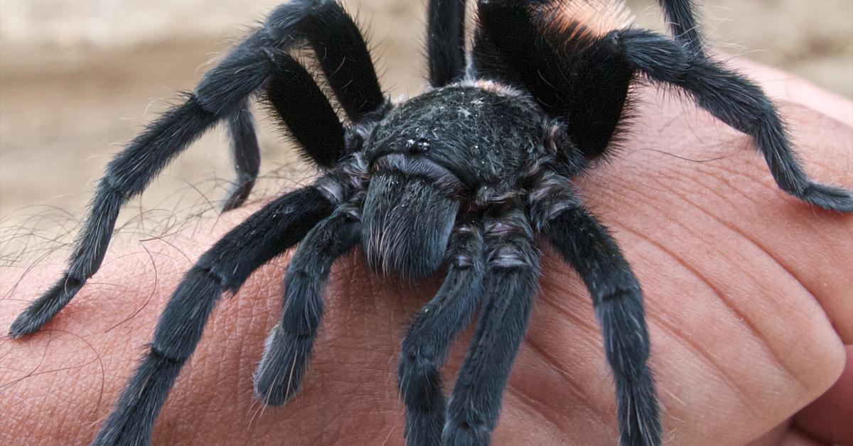 Dynamic image of the Tarantula, popularly known in Indonesia as Laba-laba raksasa.