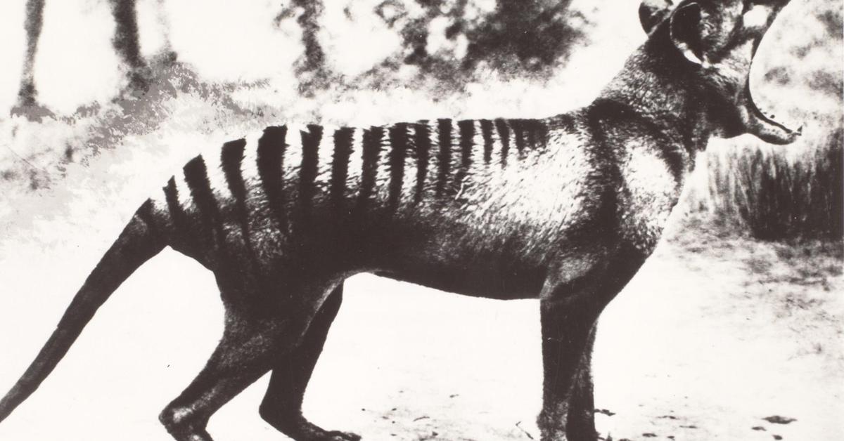 Image of the Tasmanian Tiger (†Thylacinus cynocephalus), popular in Indonesia as Harimau Tasmania.