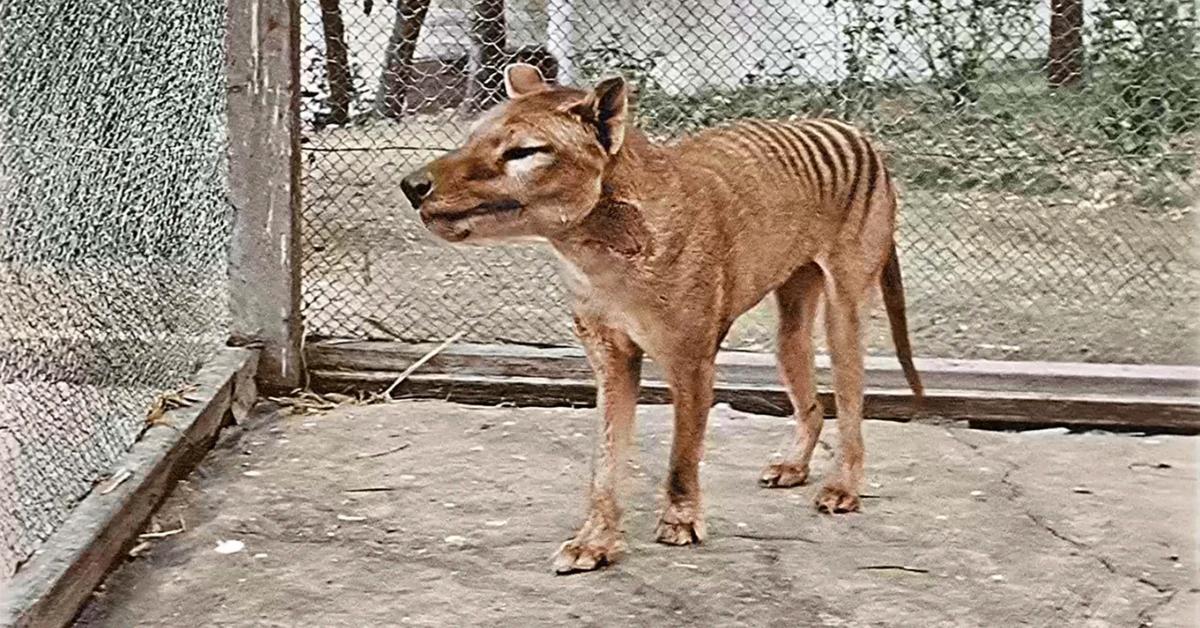 The alluring Tasmanian Tiger, commonly referred to as Harimau Tasmania in Bahasa Indonesia.