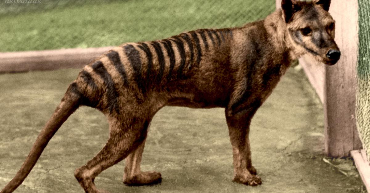 Graceful Tasmanian Tiger, a creature with the scientific name †Thylacinus cynocephalus.