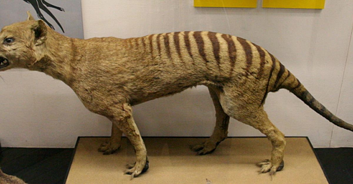 The Tasmanian Tiger, an example of †Thylacinus cynocephalus, in its natural environment.