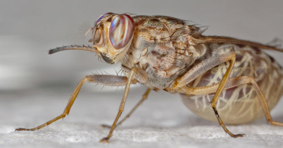 Portrait of a Tsetse Fly, a creature known scientifically as Glossina.