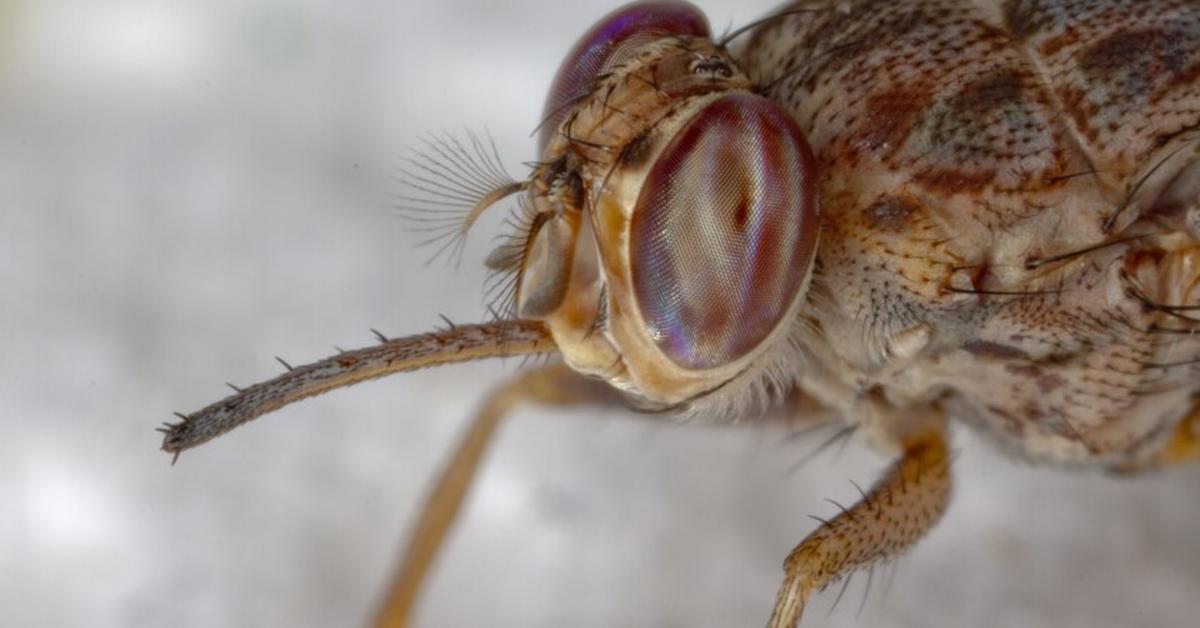 Detailed shot of the Tsetse Fly, or Glossina, in its natural setting.