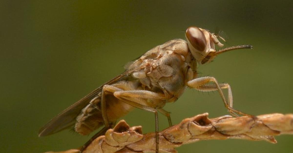 Distinctive Tsetse Fly, in Indonesia known as Lalat Tsetse, captured in this image.