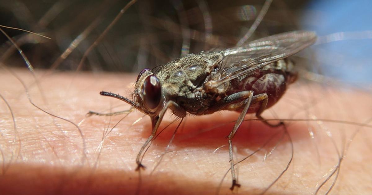 The alluring Tsetse Fly, commonly referred to as Lalat Tsetse in Bahasa Indonesia.