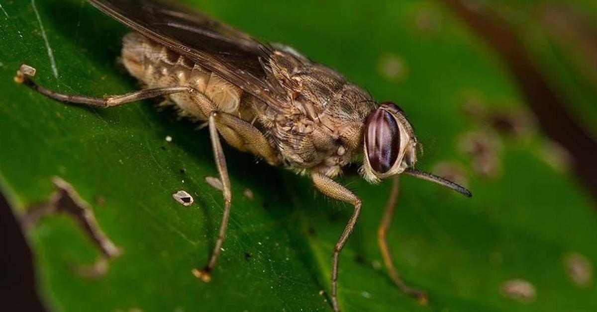 Iconic view of the Tsetse Fly, or Glossina, in its habitat.