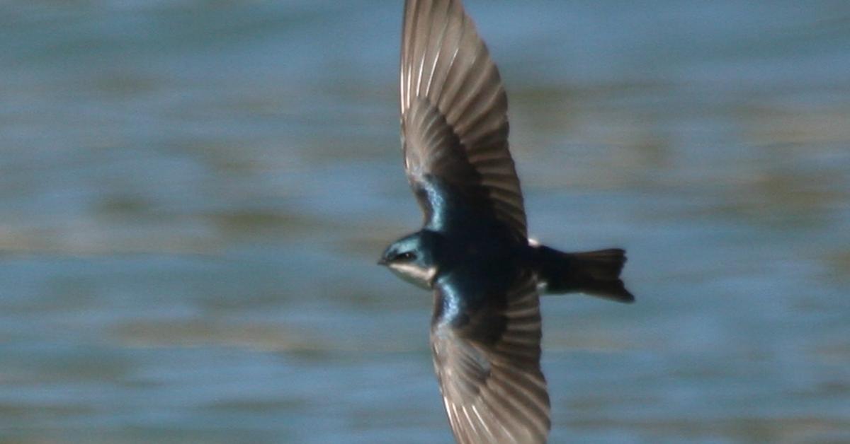 Captured elegance of the Tree Swallow, known in Indonesia as Burung Layang-Layang Pohon.