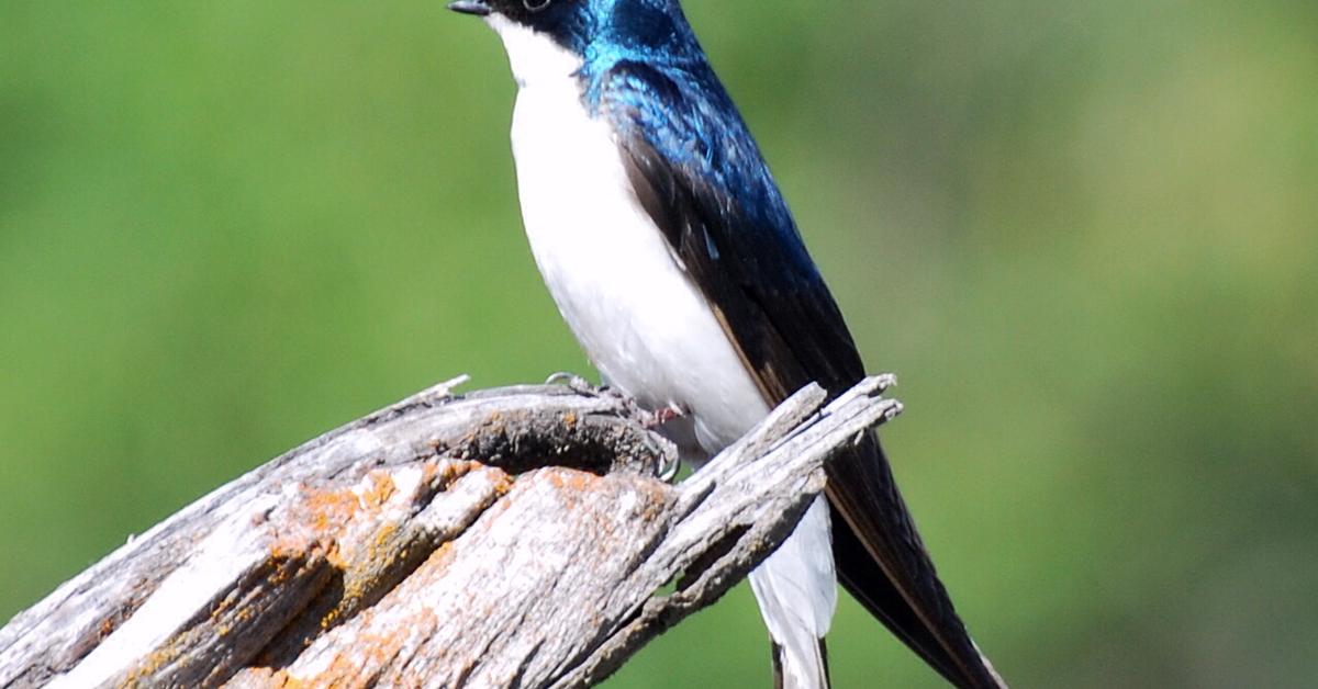 Distinctive Tree Swallow, in Indonesia known as Burung Layang-Layang Pohon, captured in this image.