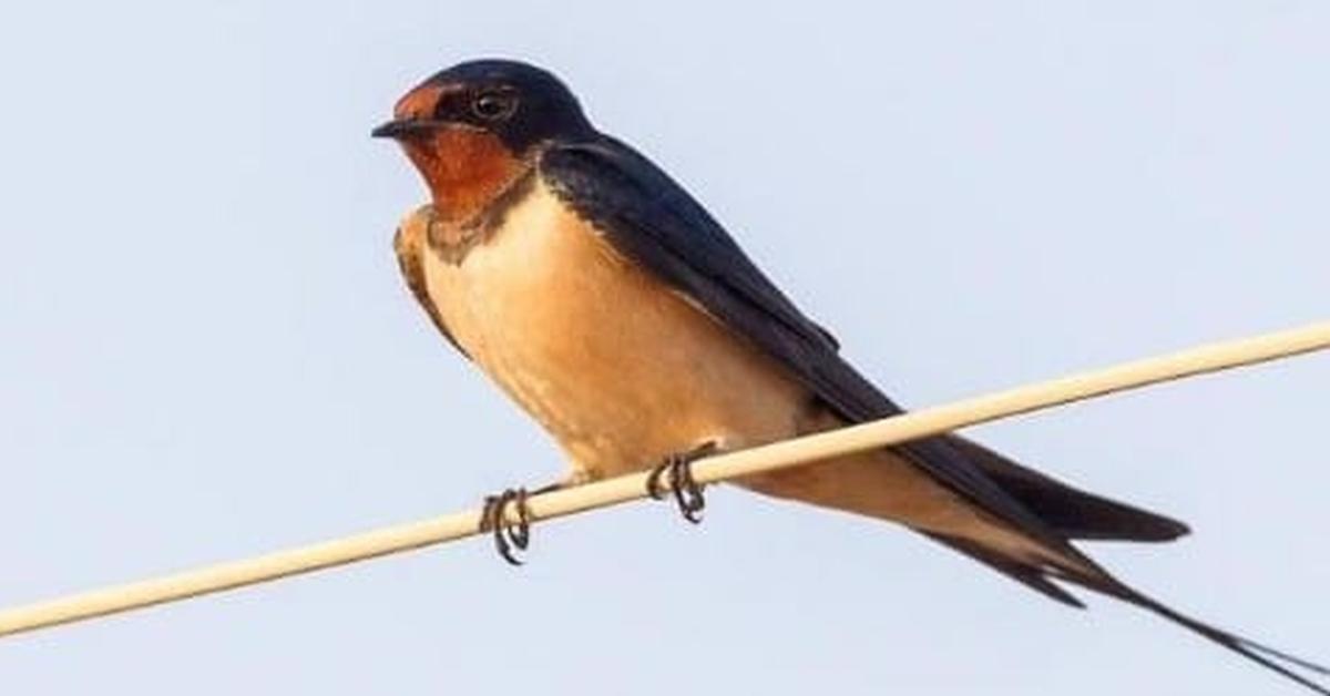 Snapshot of the intriguing Tree Swallow, scientifically named Tachycineta bicolor.