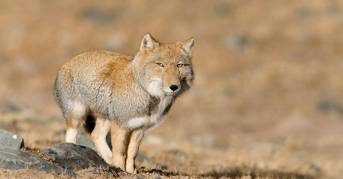 The elegant Tibetan Fox (Vulpes ferrilata), a marvel of nature.