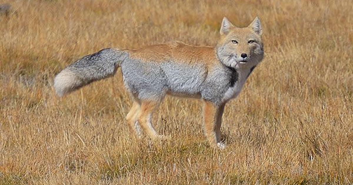 Captivating view of the Tibetan Fox, known in Bahasa Indonesia as Rubah Tibet.