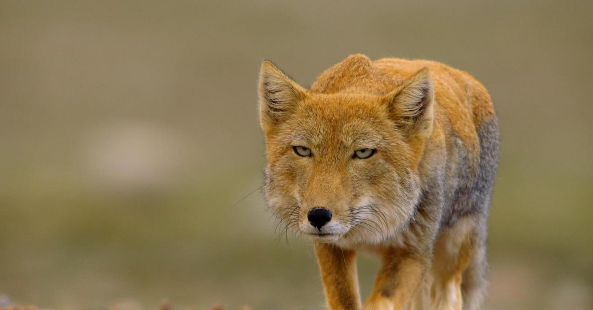 A look at the Tibetan Fox, also recognized as Rubah Tibet in Indonesian culture.