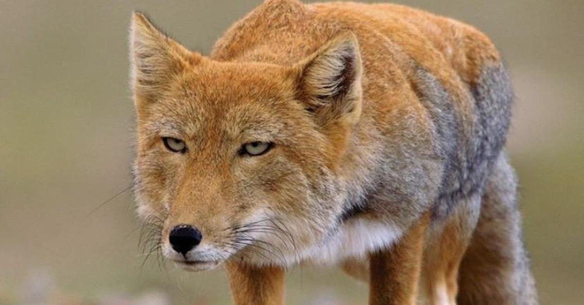 Close-up view of the Tibetan Fox, known as Rubah Tibet in Indonesian.