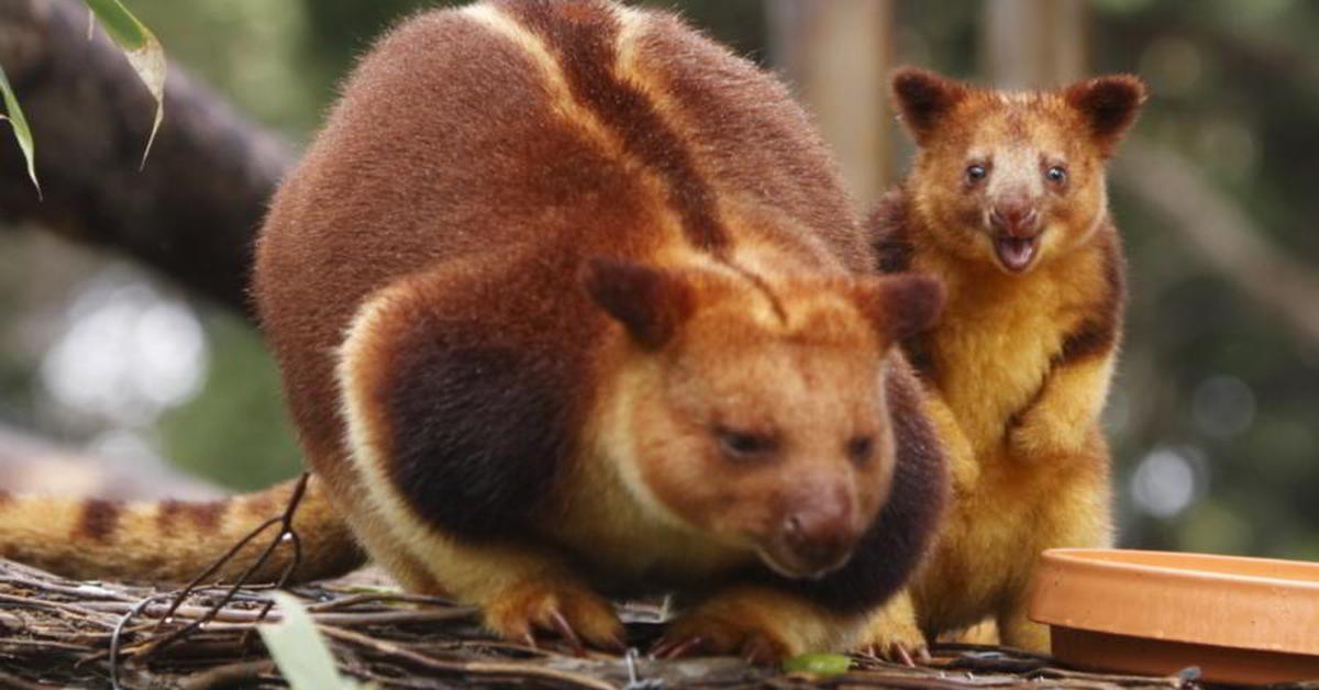 Distinctive Tree Kangaroo, in Indonesia known as Kanguru Pohon, captured in this image.