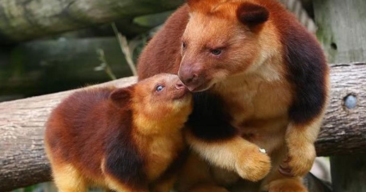 Picture of Tree Kangaroo, known in Indonesia as Kanguru Pohon.