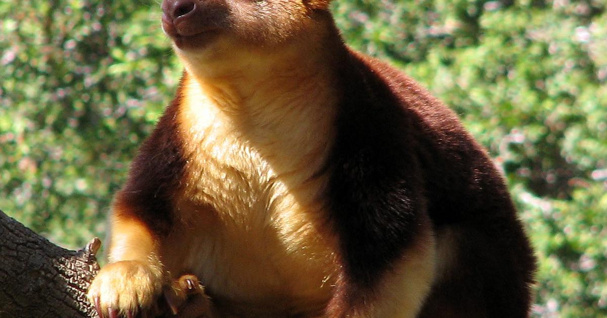 Charming view of the Tree Kangaroo, in Indonesia referred to as Kanguru Pohon.