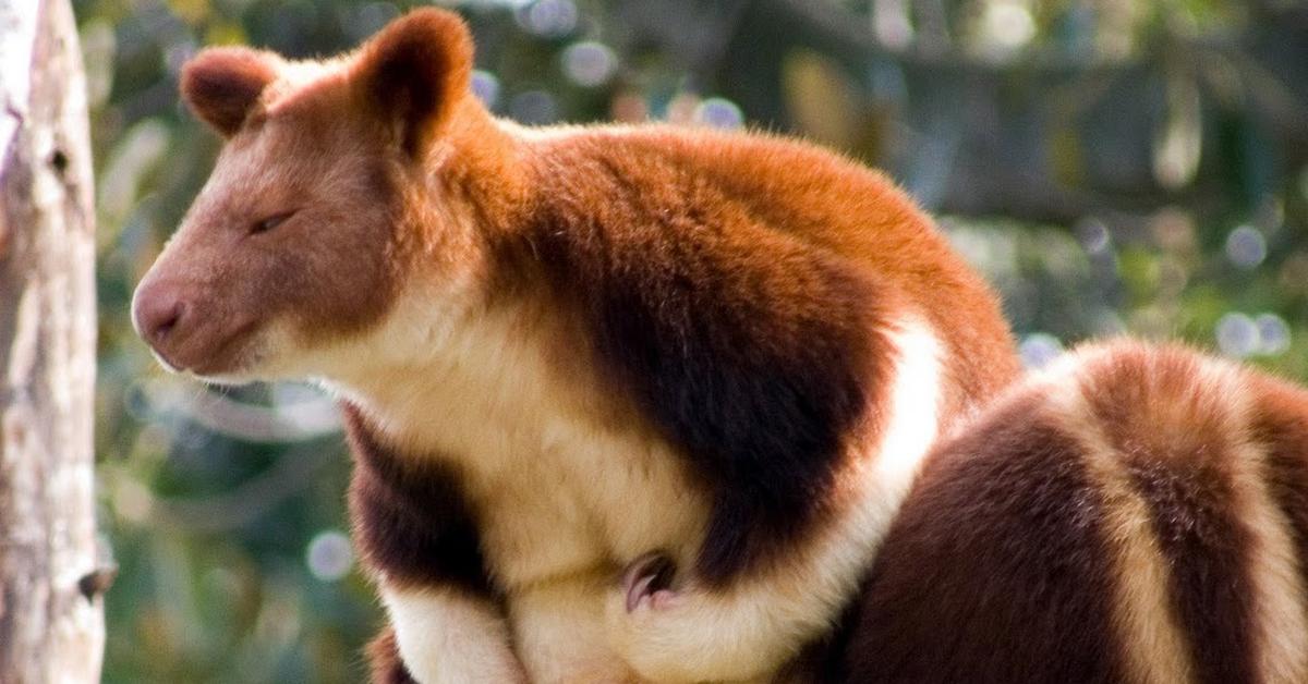 Dynamic image of the Tree Kangaroo, popularly known in Indonesia as Kanguru Pohon.