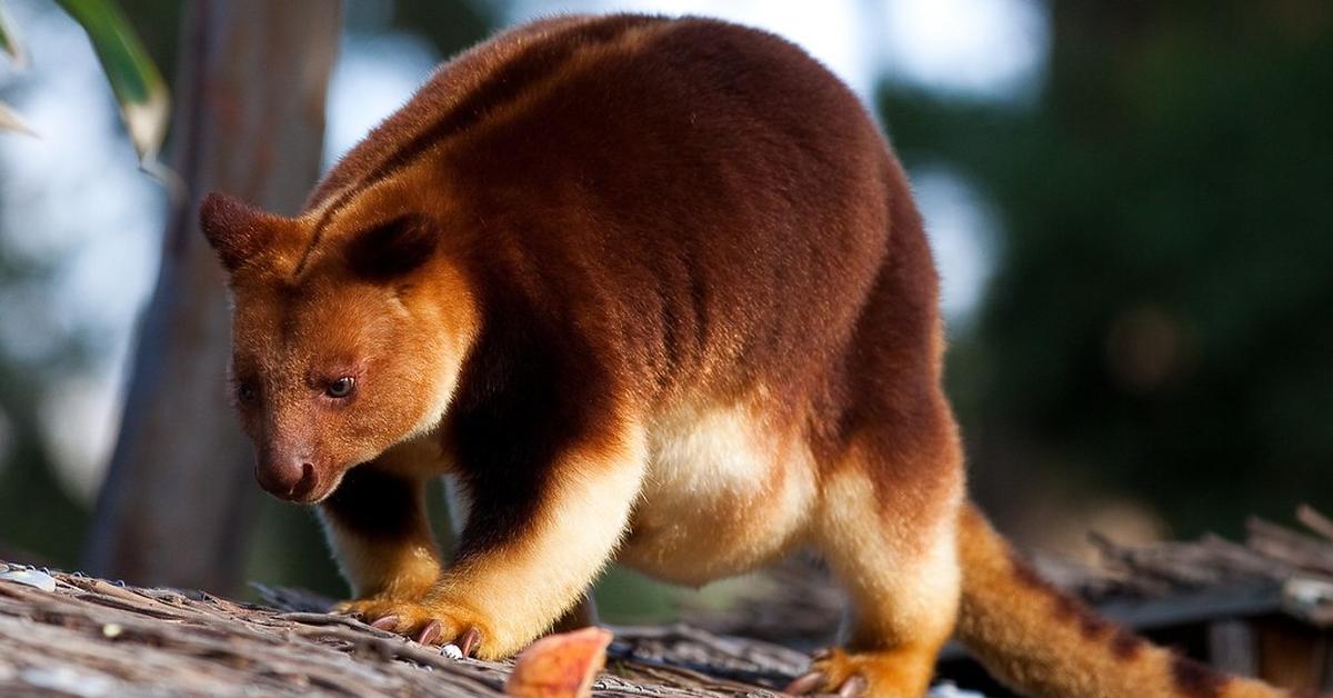 Splendid image of the Tree Kangaroo, with the scientific name Dendrolagus.