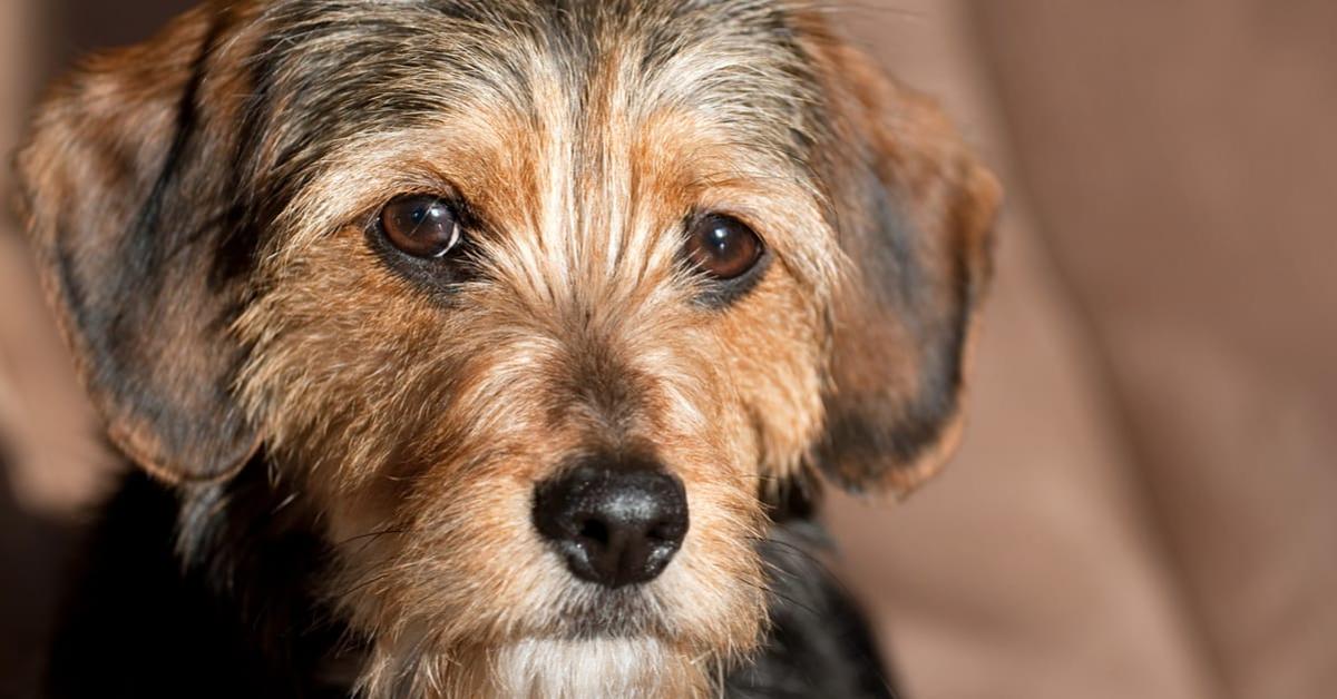 Striking appearance of the Torkie, known in scientific circles as Canis lupus familiaris.