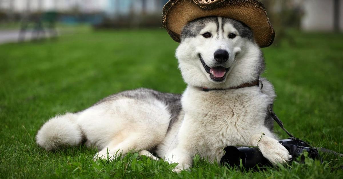 Elegant portrayal of the Taco Terrier, also known as Canis lupus.