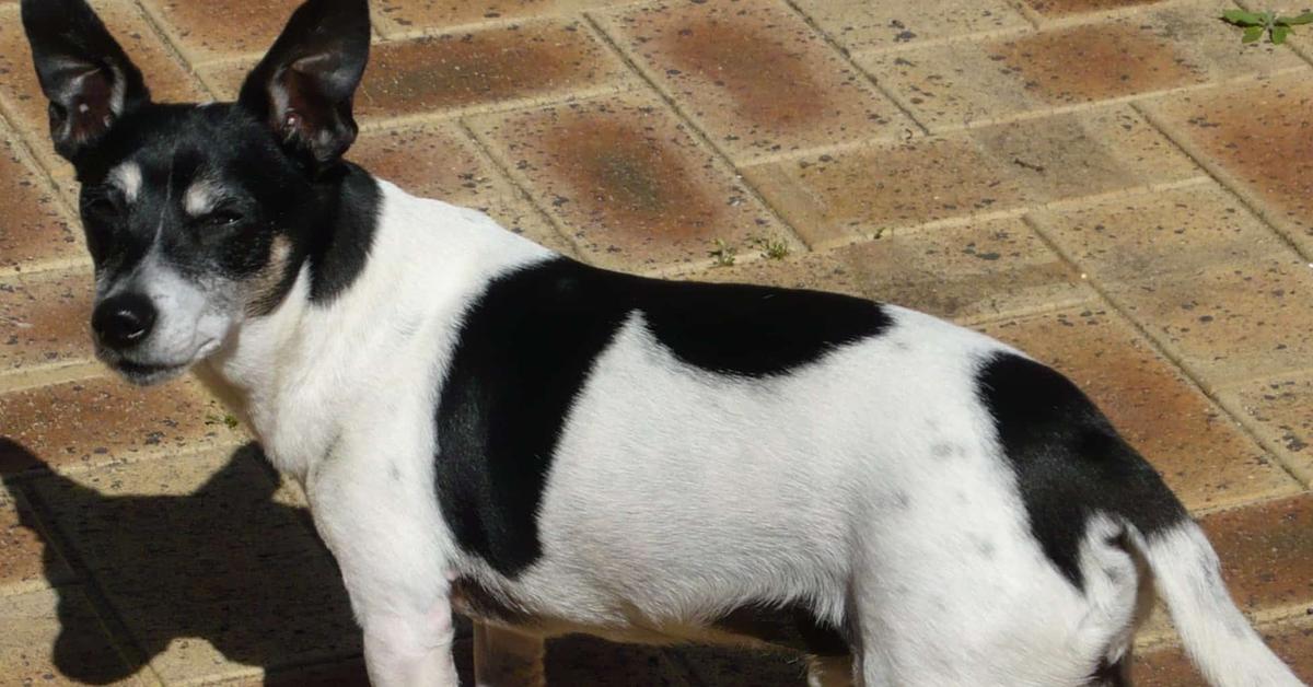 Portrait of a Tenterfield Terrier, a creature known scientifically as Canis lupus.