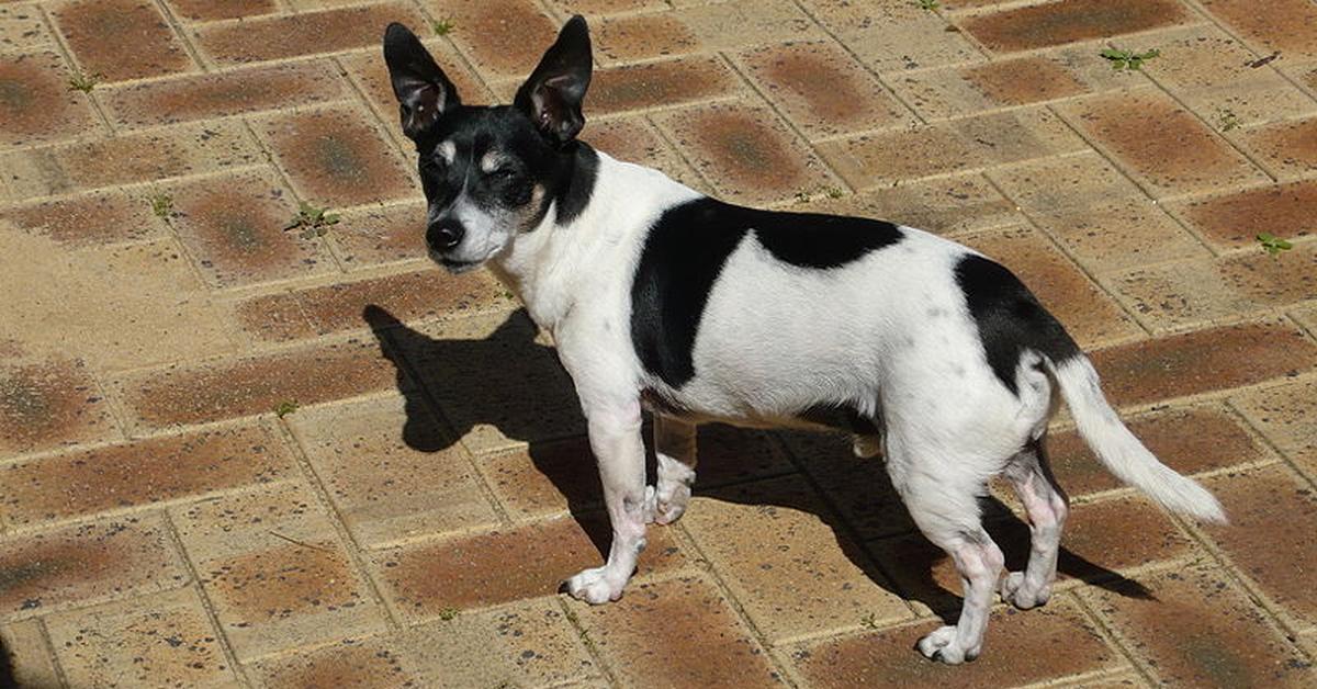 Iconic view of the Tenterfield Terrier, or Canis lupus, in its habitat.