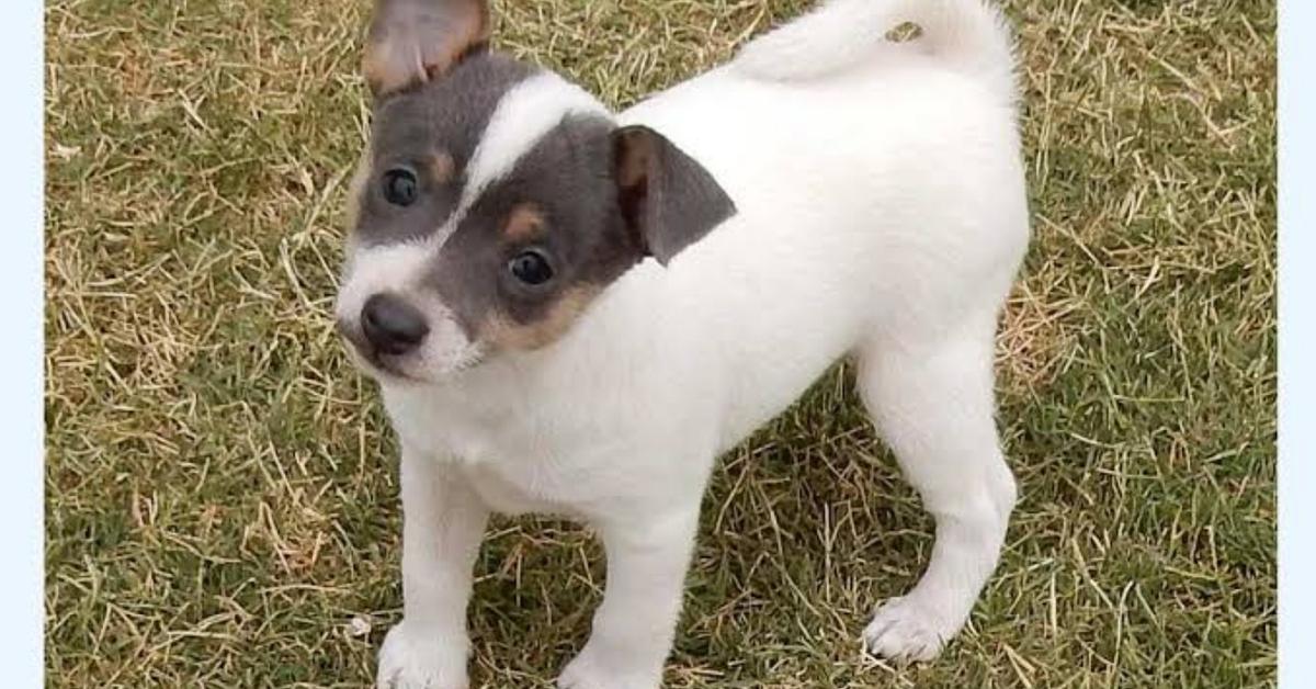 Vivid image of the Tenterfield Terrier, or Anjing Tenterfield in Indonesian context.