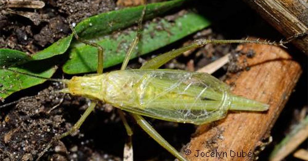 Captured beauty of the Tree Cricket, or Oecanthinae in the scientific world.