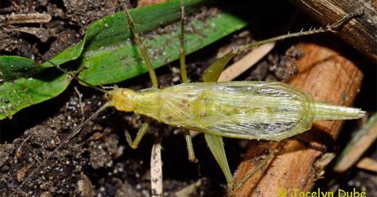 Stunning image of the Tree Cricket (Oecanthinae), a wonder in the animal kingdom.