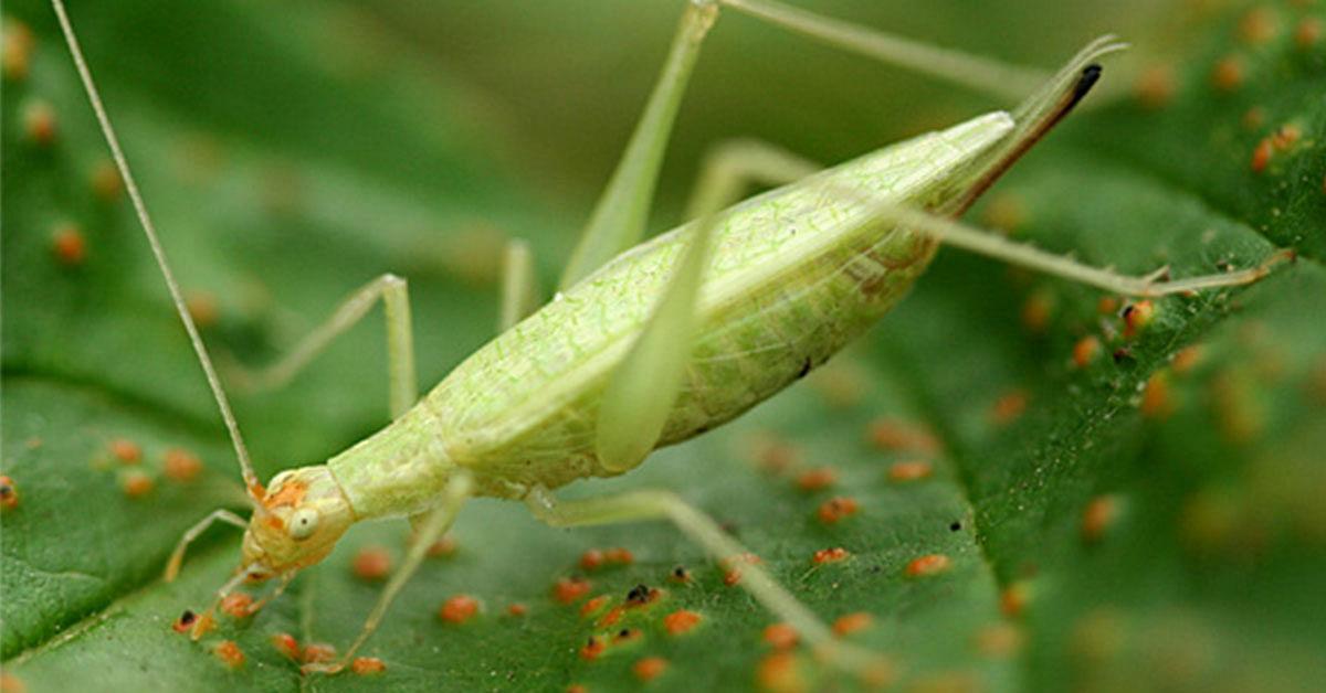 Insightful look at the Tree Cricket, known to Indonesians as Belalang Pohon.