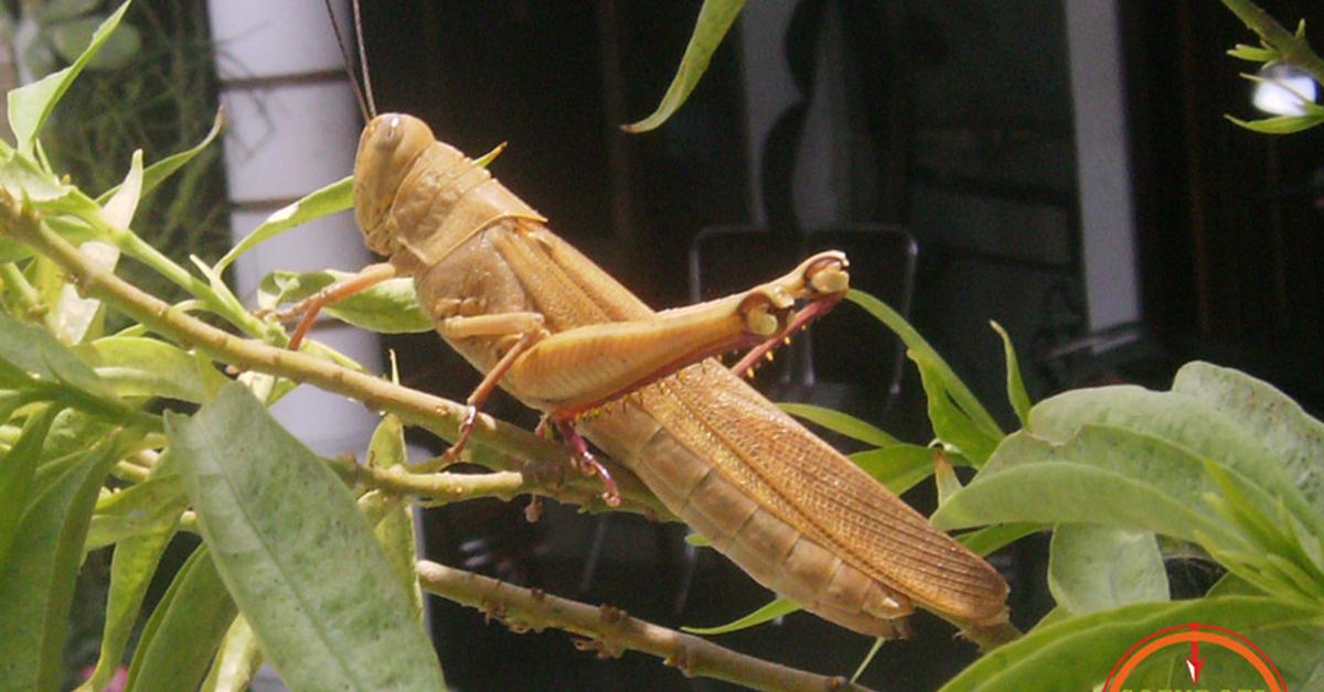 Captivating view of the Tree Cricket, known in Bahasa Indonesia as Belalang Pohon.