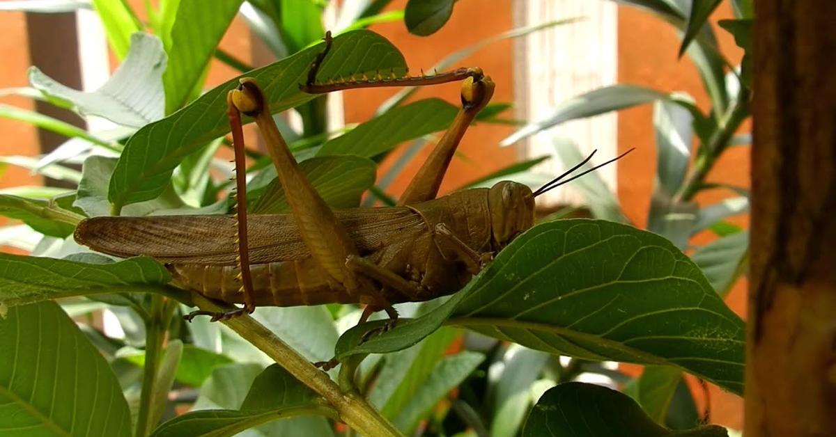 Glimpse of the Tree Cricket, known in the scientific community as Oecanthinae.