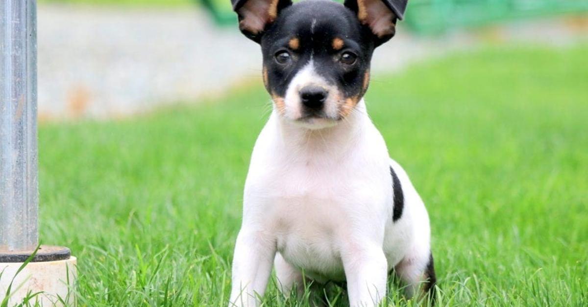 Graceful Toy Fox Terrier, a creature with the scientific name Canis lupus.