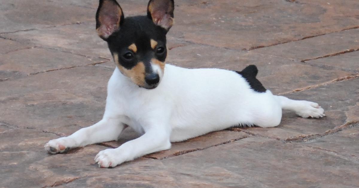 The Toy Fox Terrier, a beautiful species also known as Terrier Fox Mainan in Bahasa Indonesia.