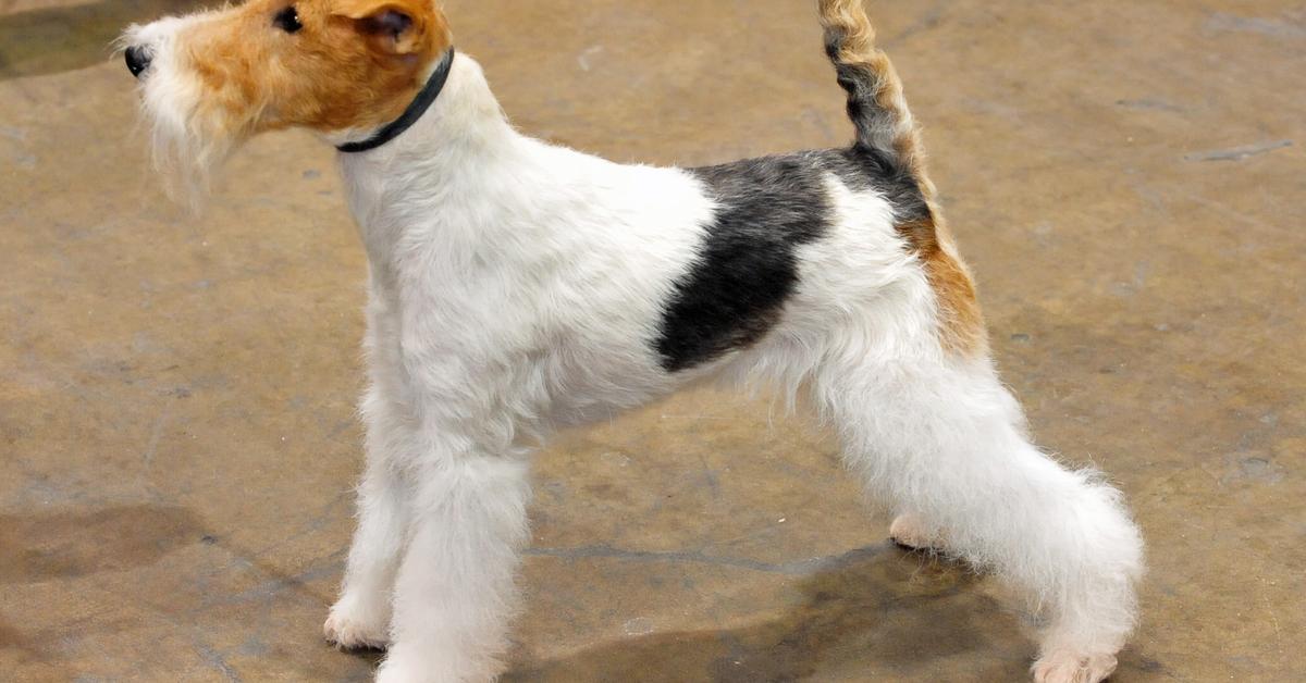 Photogenic Toy Fox Terrier, scientifically referred to as Canis lupus.