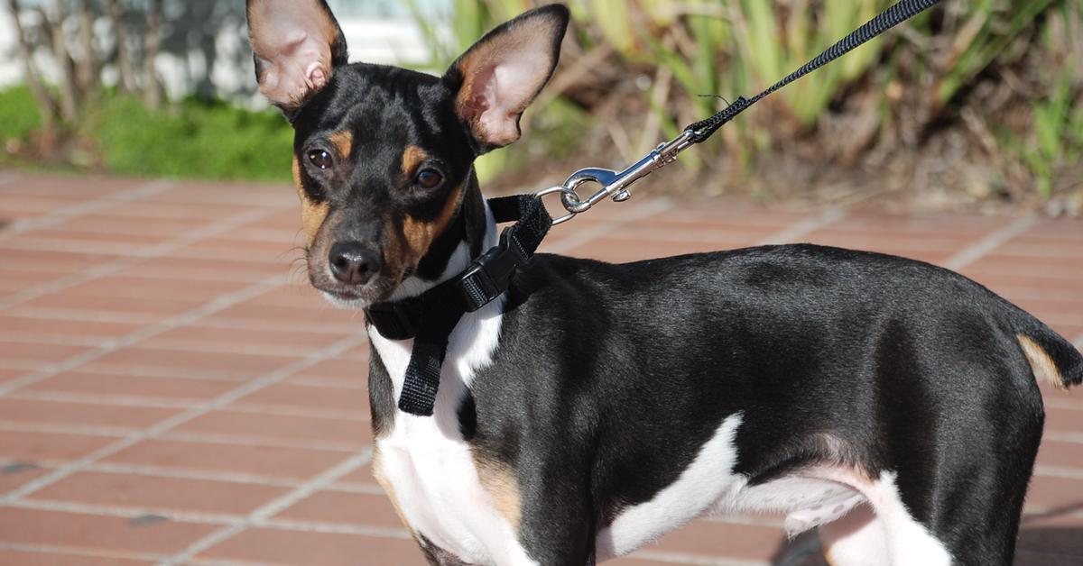 Captured elegance of the Toy Fox Terrier, known in Indonesia as Terrier Fox Mainan.