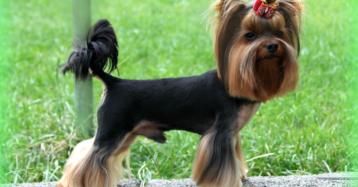 Close-up view of the Terrier, known as Anjing Terrier in Indonesian.