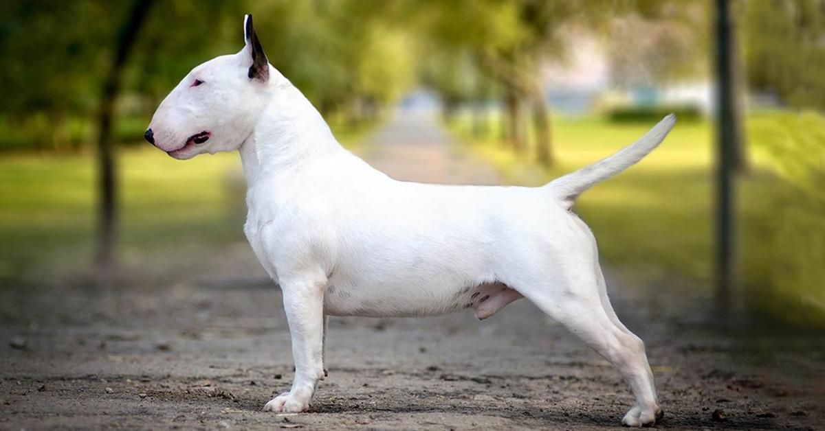 Captivating presence of the Terrier, a species called Canis lupus.