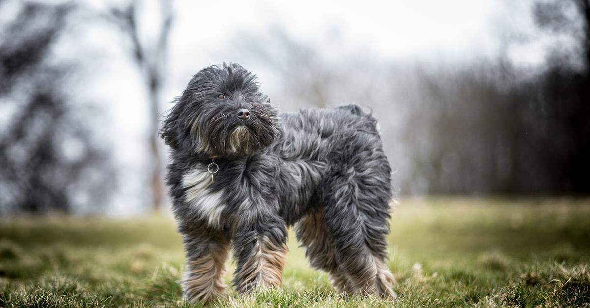 Elegant Tibetan Terrier in its natural habitat, called Terrier Tibet in Indonesia.