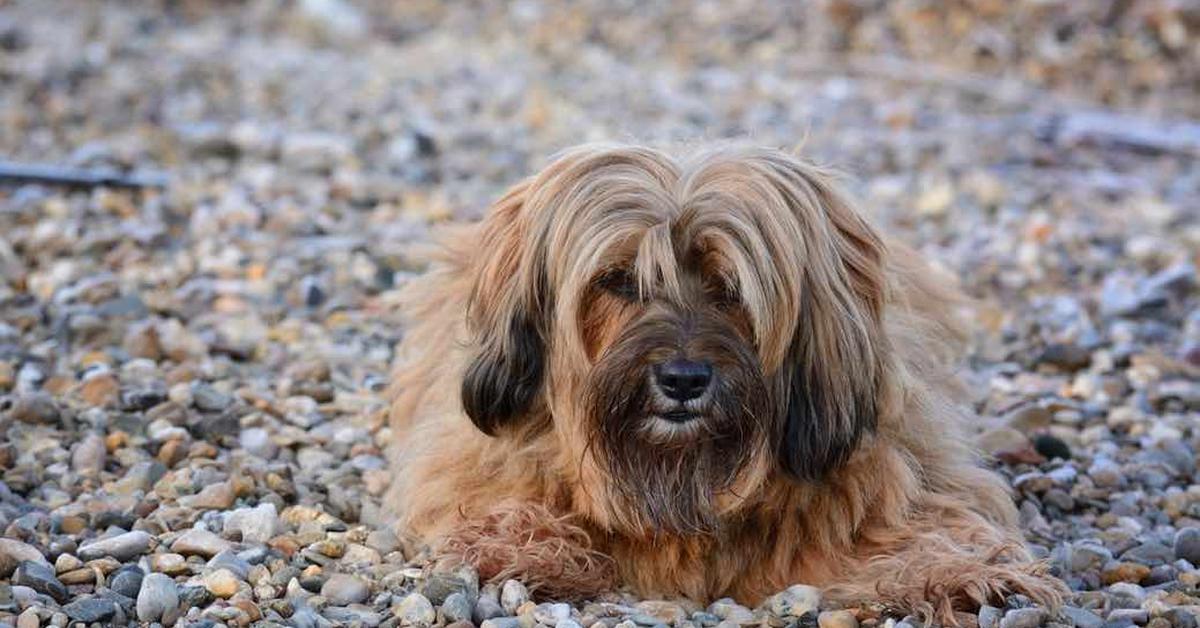 Glimpse of the Tibetan Terrier, known in the scientific community as Canis lupus.