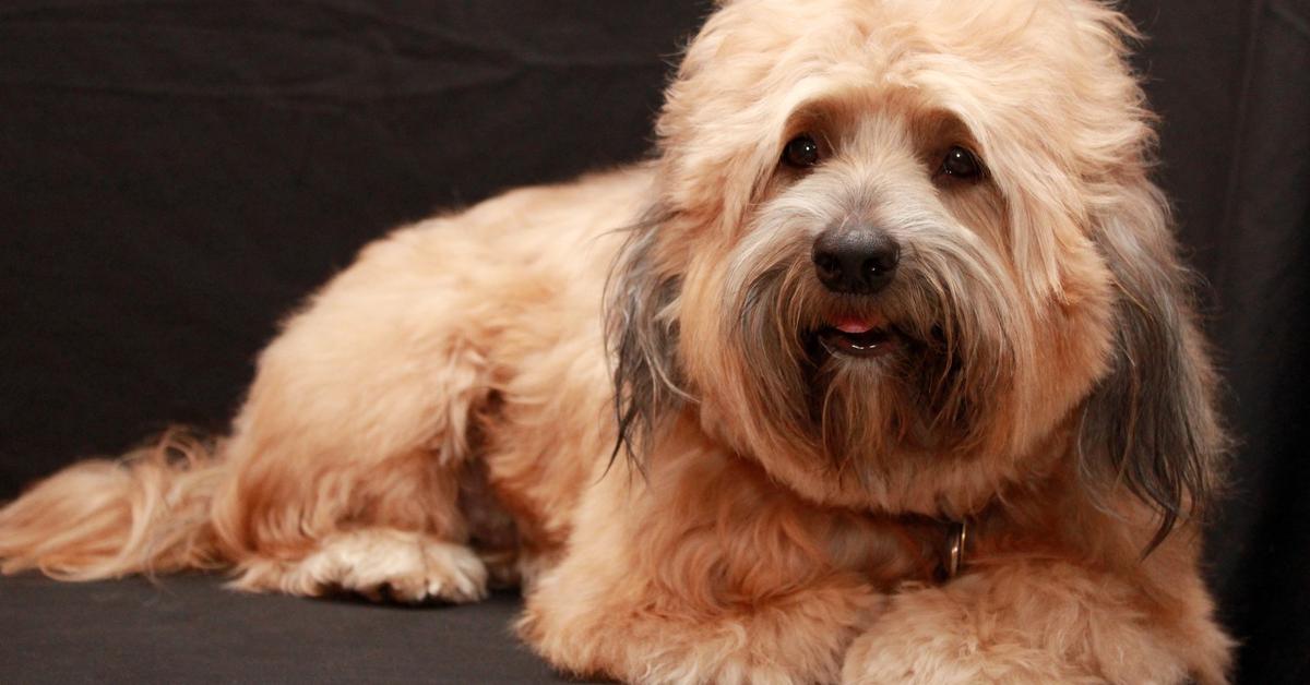 Image of the Tibetan Terrier (Canis lupus), popular in Indonesia as Terrier Tibet.