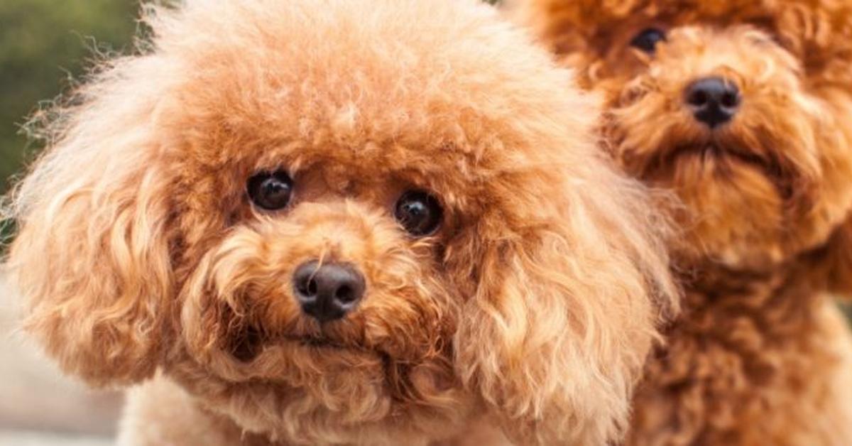 Detailed shot of the Toy Poodle, or Canis lupus, in its natural setting.