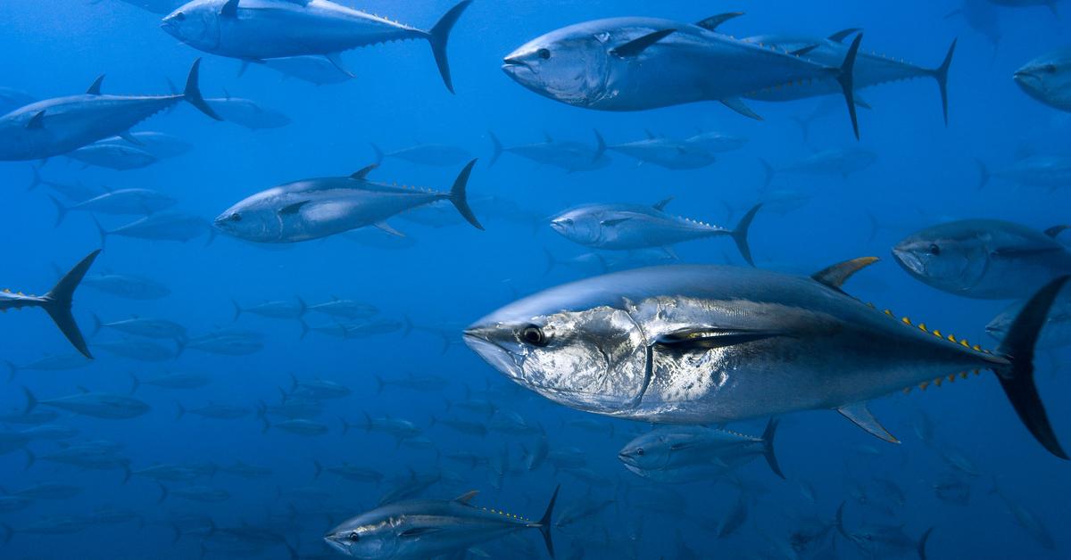 Captured beauty of the Tuna, or Thunnini in the scientific world.