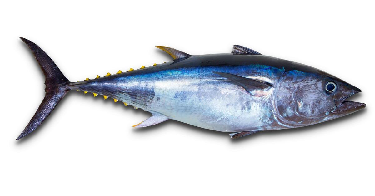 Photograph of the unique Tuna, known scientifically as Thunnini.