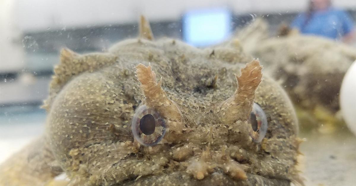 Dynamic image of the Toadfish, popularly known in Indonesia as Ikan Kodok.