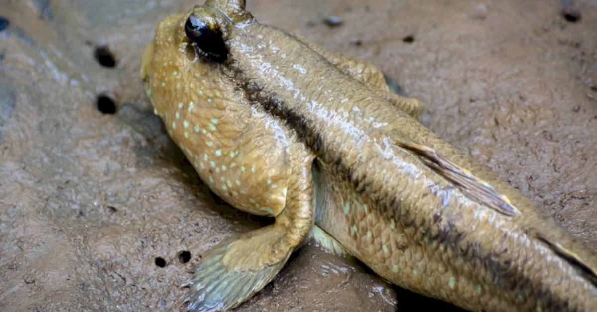 Portrait of a Toadfish, a creature known scientifically as Polypteridae.