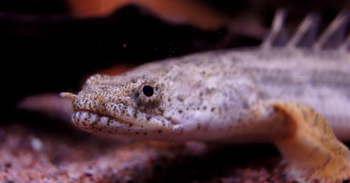 Close encounter with the Toadfish, scientifically called Polypteridae.